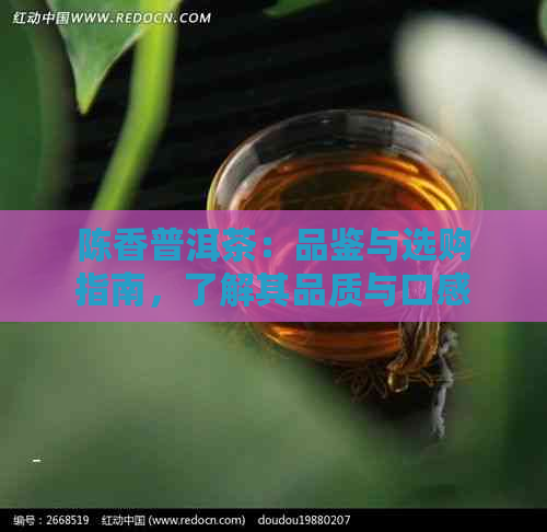 陈香普洱茶：品鉴与选购指南，了解其品质与口感