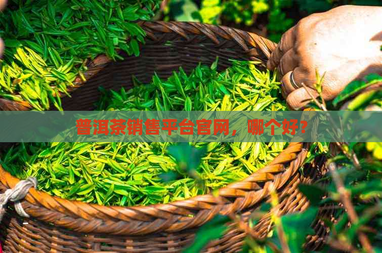 普洱茶销售平台官网，哪个好？