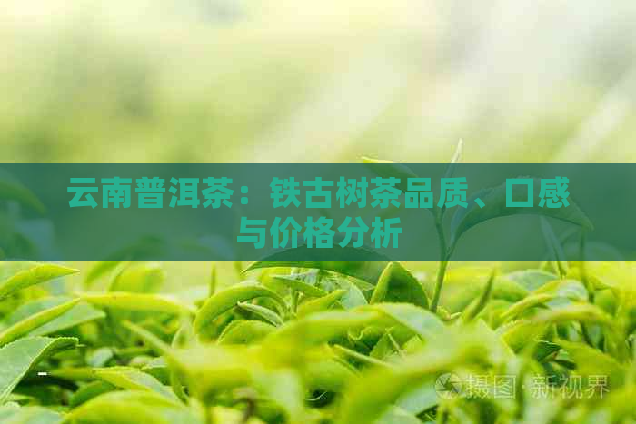 云南普洱茶：铁古树茶品质、口感与价格分析