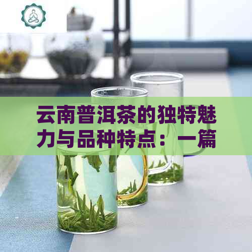 云南普洱茶的独特魅力与品种特点：一篇全面解析