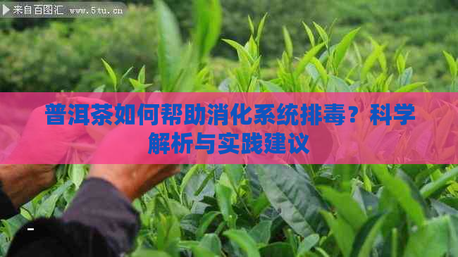 普洱茶如何帮助消化系统排？科学解析与实践建议