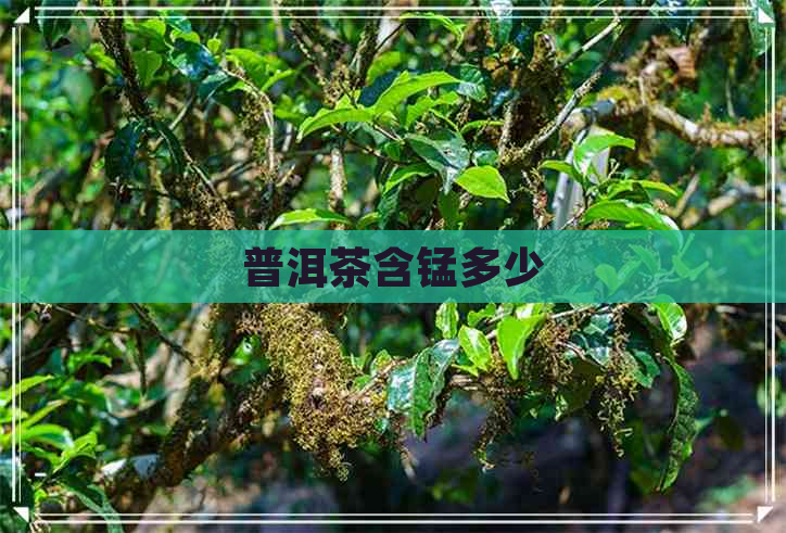 普洱茶含锰多少