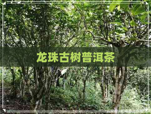 龙珠古树普洱茶