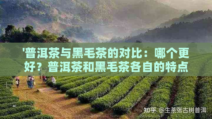 '普洱茶与黑毛茶的对比：哪个更好？普洱茶和黑毛茶各自的特点及区别解析'