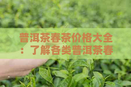 普洱茶春茶价格大全：了解各类普洱茶春茶的价格及购买指南