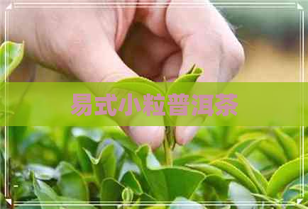 易式小粒普洱茶