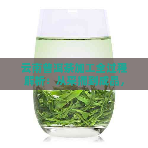 云南普洱茶加工全过程解析：从采摘到成品，了解普洱茶的制作工艺与品质保障