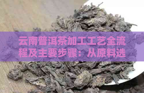 云南普洱茶加工工艺全流程及主要步骤：从原料选取到成品制作