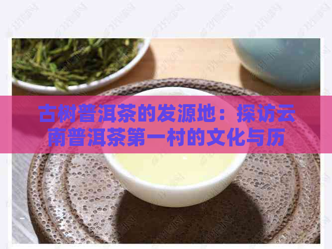 古树普洱茶的发源地：探访云南普洱茶之一村的文化与历