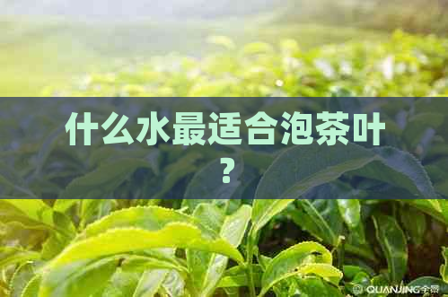 什么水最适合泡茶叶？