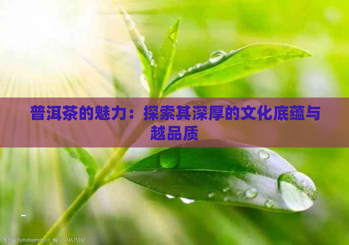 普洱茶的魅力：探索其深厚的文化底蕴与越品质