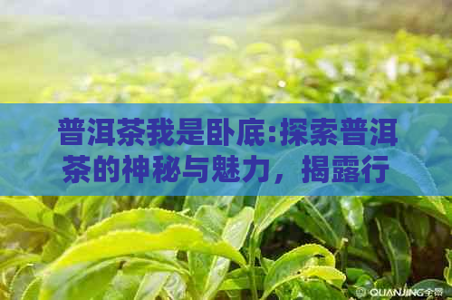 普洱茶我是卧底:探索普洱茶的神秘与魅力，揭露行业内幕