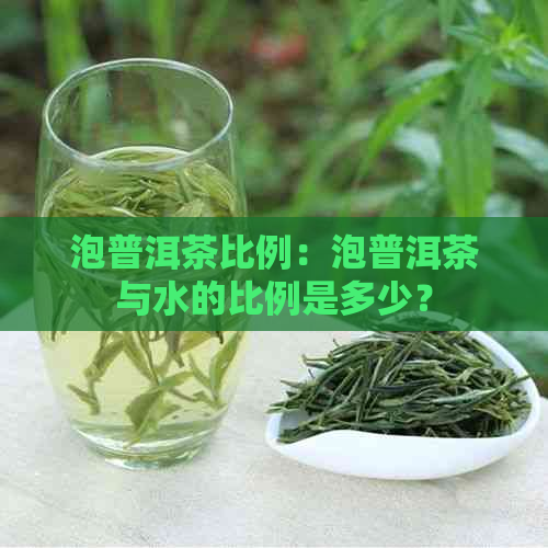 泡普洱茶比例：泡普洱茶与水的比例是多少？