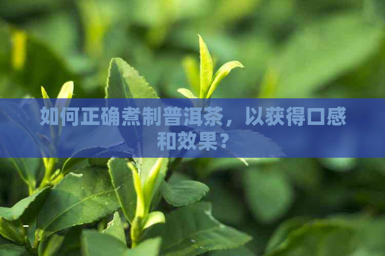 如何正确煮制普洱茶，以获得口感和效果？