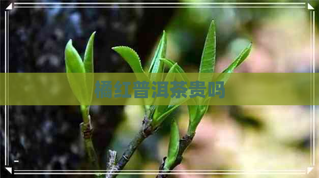 橘红普洱茶贵吗