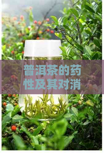 普洱茶的药性及其对消化系统、心血管系统和免疫系统的调养作用