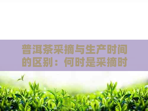 普洱茶采摘与生产时间的区别：何时是采摘时间？