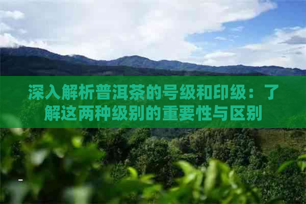 深入解析普洱茶的号级和印级：了解这两种级别的重要性与区别