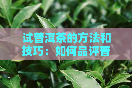 试普洱茶的方法和技巧：如何品评普洱茶的口感和香气