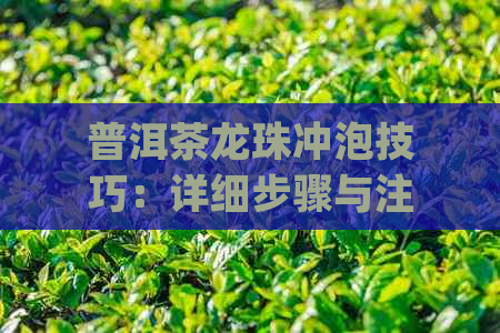 普洱茶龙珠冲泡技巧：详细步骤与注意事项，让你品尝到口感