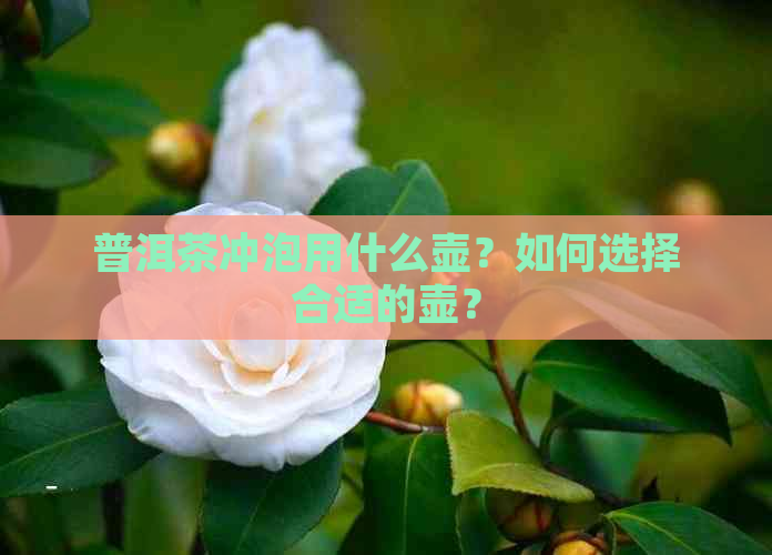 普洱茶冲泡用什么壶？如何选择合适的壶？