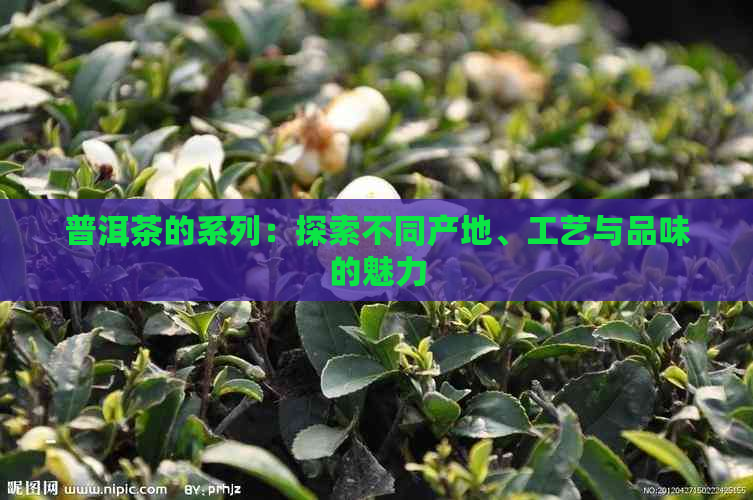 普洱茶的系列：探索不同产地、工艺与品味的魅力