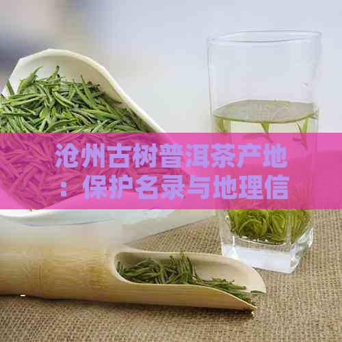 沧州古树普洱茶产地：保护名录与地理信息