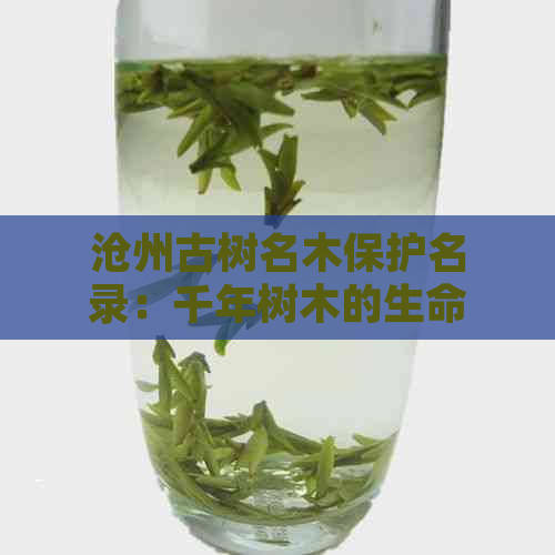 沧州古树名木保护名录：千年树木的生命守护与传承