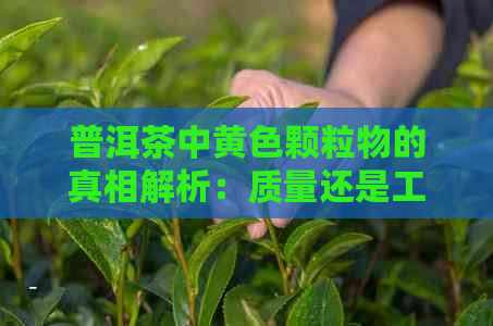 普洱茶中黄色颗粒物的真相解析：质量还是工艺？