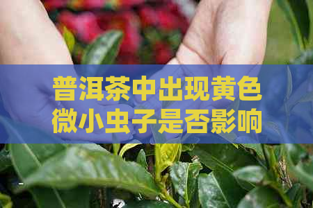 普洱茶中出现黄色微小虫子是否影响饮用？如何辨别和处理？