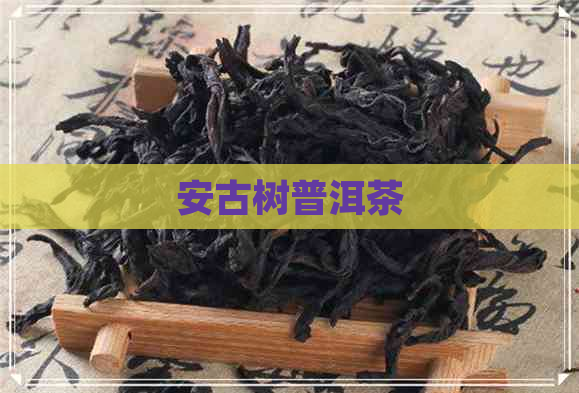 安古树普洱茶