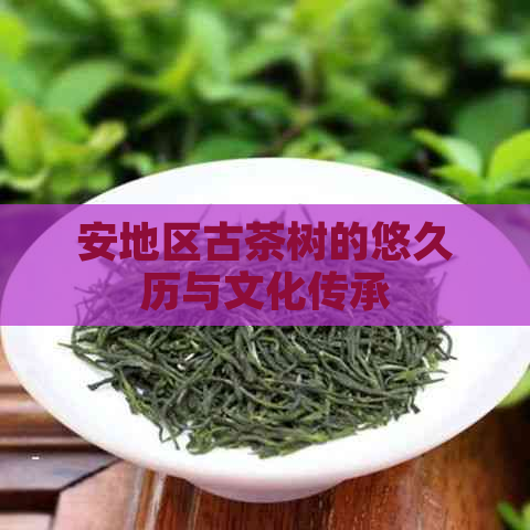 安地区古茶树的悠久历与文化传承