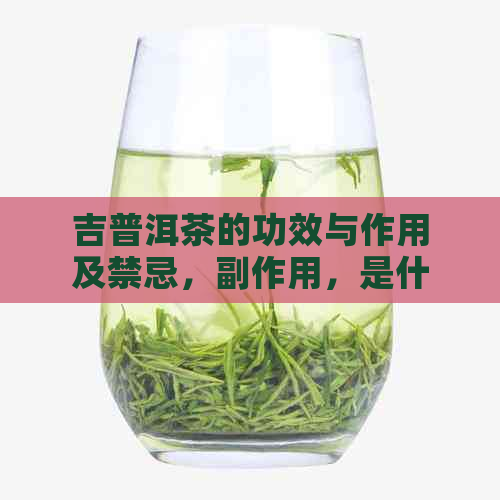 吉普洱茶的功效与作用及禁忌，副作用，是什么？