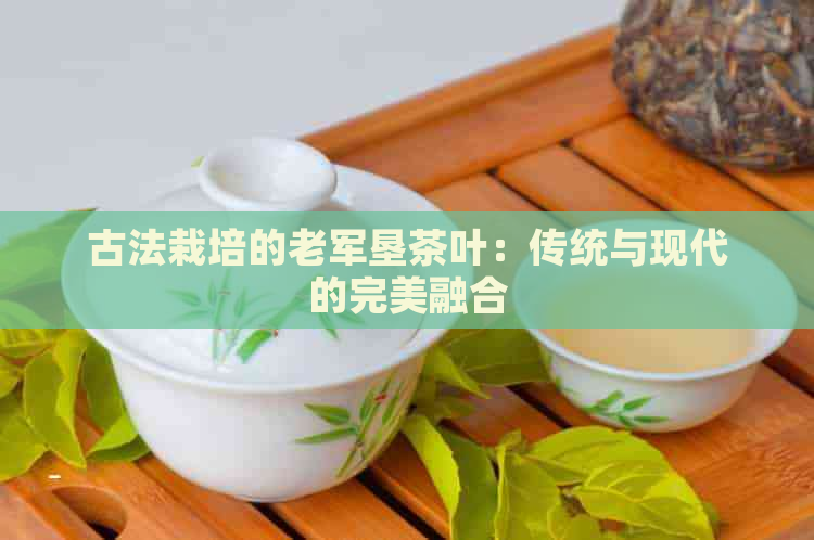 古法栽培的老军垦茶叶：传统与现代的完美融合