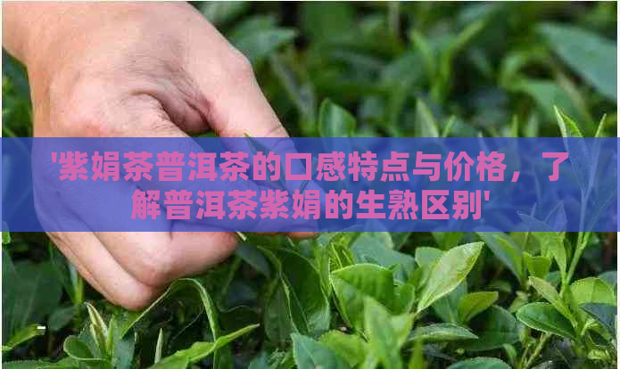 '紫娟茶普洱茶的口感特点与价格，了解普洱茶紫娟的生熟区别'