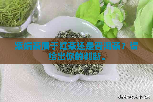 紫娟茶属于红茶还是普洱茶？请给出你的判断。