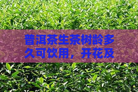 普洱茶生茶树龄多久可饮用，开花及成熟时间是多久？