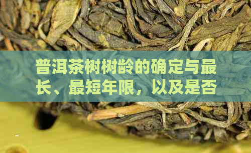 普洱茶树树龄的确定与最长、最短年限，以及是否茶毛随龄增长有关。