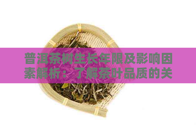 普洱茶树生长年限及影响因素解析：了解茶叶品质的关键因素