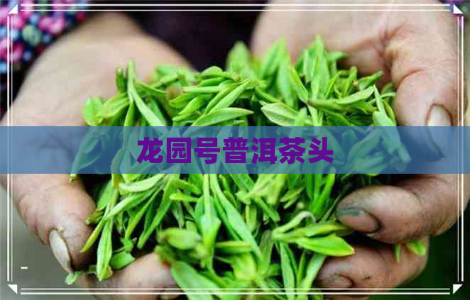 龙园号普洱茶头