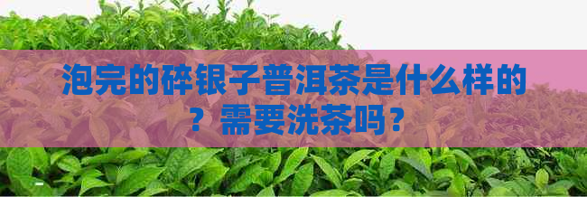 泡完的碎银子普洱茶是什么样的？需要洗茶吗？