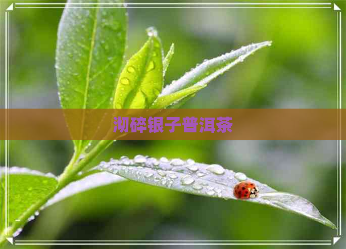 沏碎银子普洱茶