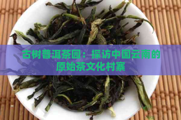 古树普洱茶园：探访中国云南的原始茶文化村寨