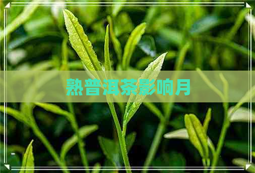 熟普洱茶影响月