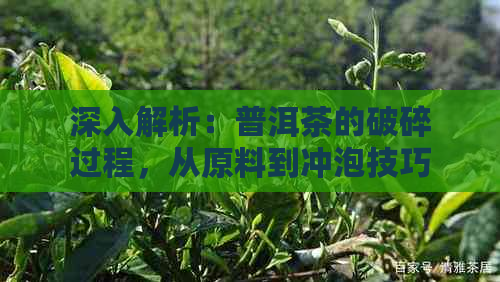 深入解析：普洱茶的破碎过程，从原料到冲泡技巧全方位了解