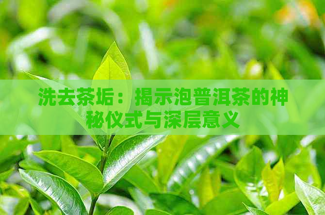 洗去茶垢：揭示泡普洱茶的神秘仪式与深层意义