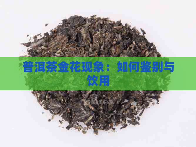 普洱茶金花现象：如何鉴别与饮用