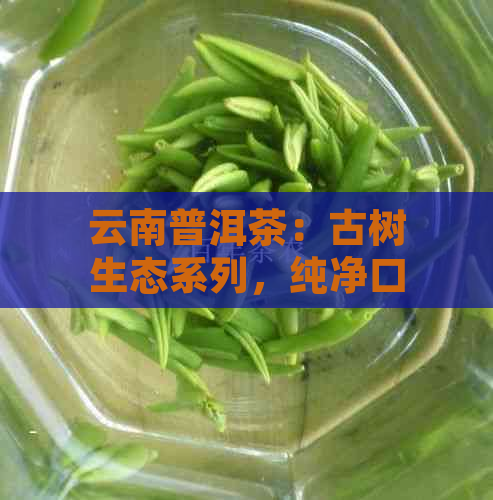 云南普洱茶：古树生态系列，纯净口感的自然之选