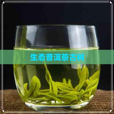 生态普洱茶古树