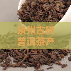 泉州古树普洱茶产地：探索世界级的茶叶产区与独特风味